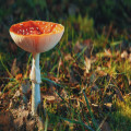 De veelzijdigheid van de Lion's mane, meer dan alleen gezondheid!